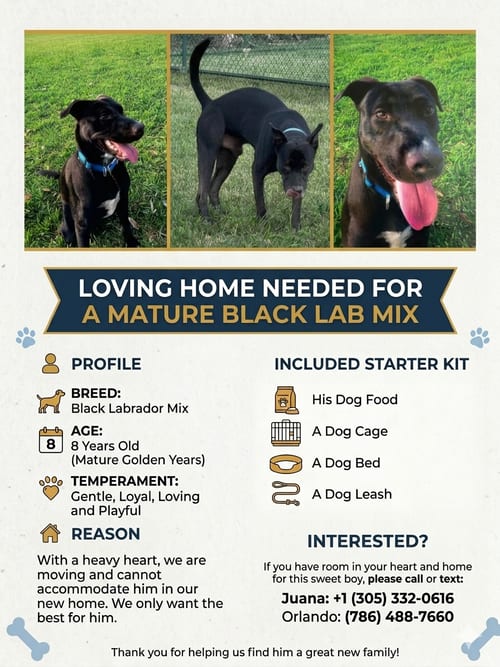 Photo of Blue, adoptable senior Labrador Retriever in Miami, Florida