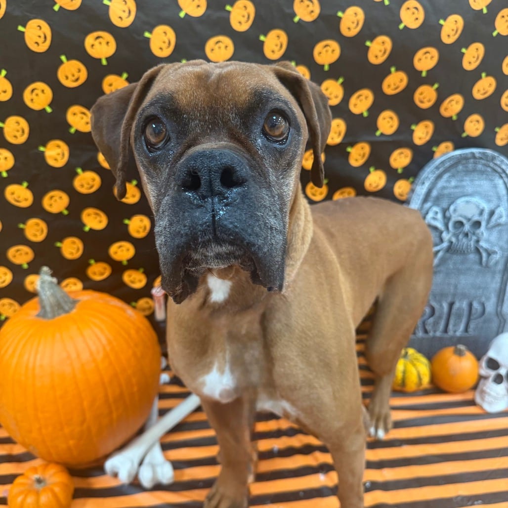 Photo of Joe Boxer, adoptable senior Boxer in Kanab, Utah