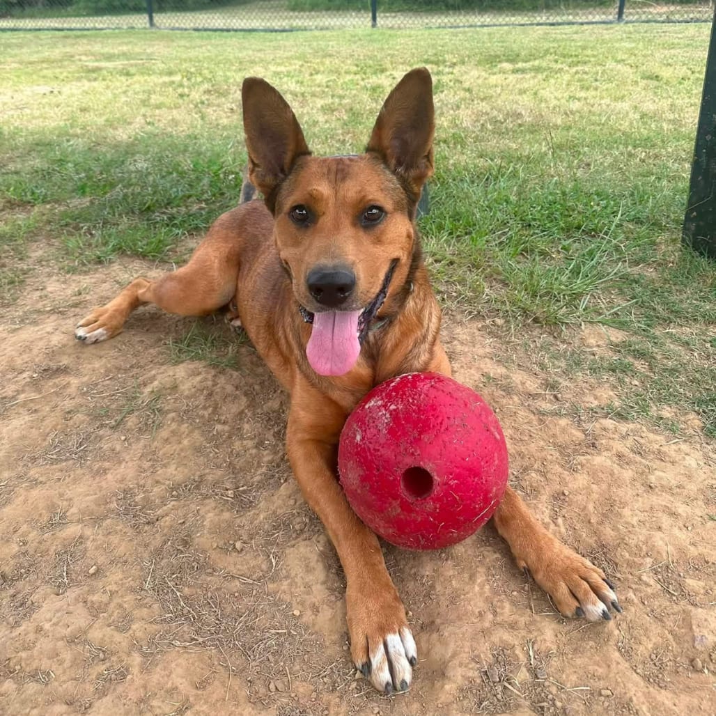Photo of Scooby, adoptable senior Great Dane / Mixed Breed (Large) in Marshall, Texas