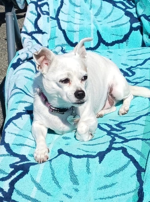 Photo of Gidget a/k/a Coconut, adoptable senior Chihuahua in Bellingham, Washington