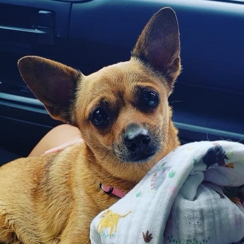 Penny, adoptable senior Chihuahua in Dana Point, CA