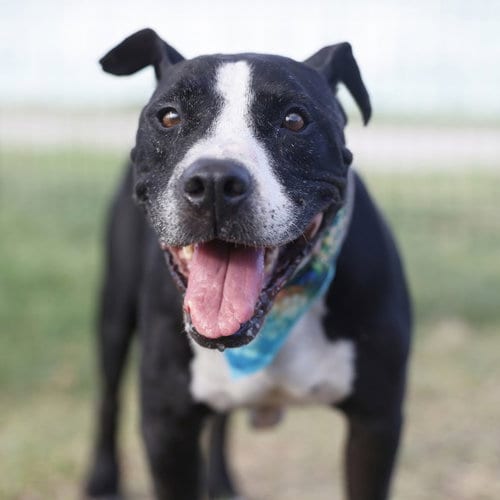 Photo of King Garcia, adoptable senior Pit Bull Terrier in San Antonio, Texas