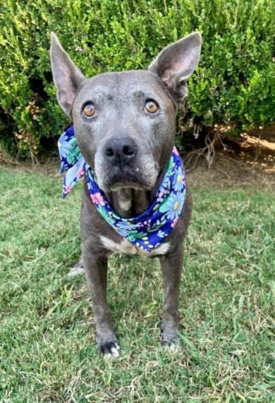 Photo of Abuela, adoptable senior Pit Bull Terrier in Tulsa, Oklahoma