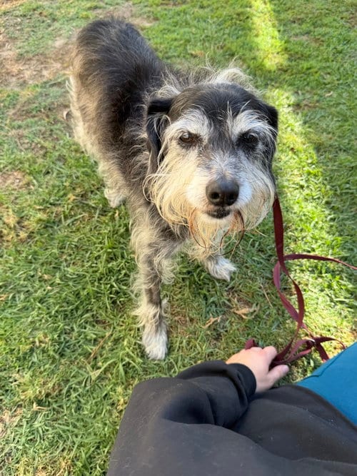 Photo of Boston, adoptable senior Schnauzer in San Diego, California