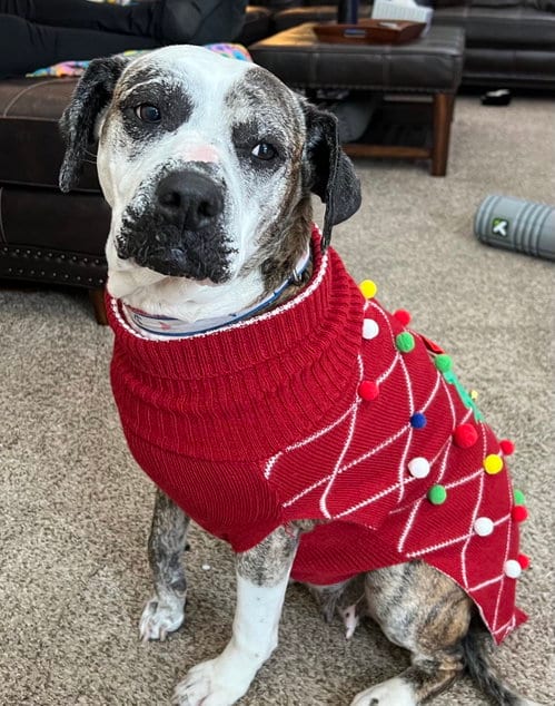Photo of Moxie, adoptable senior Boxer in Elgin, Illinois