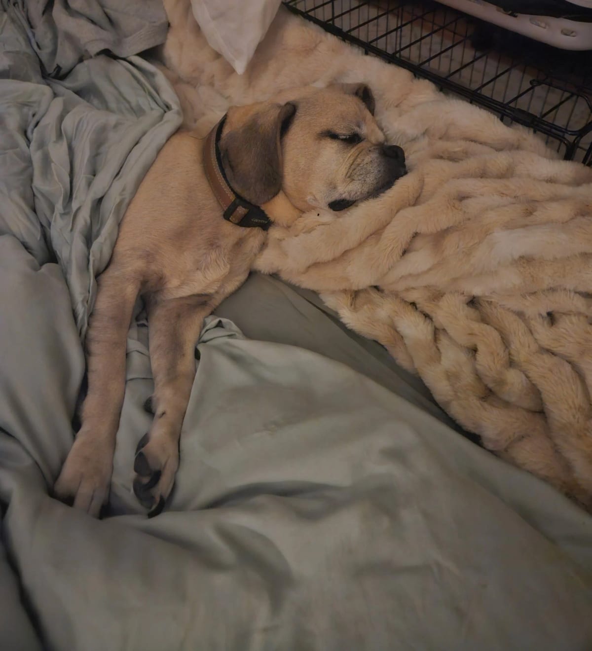 Photo of Balthazar, adoptable senior Pug Mix in Grapevine, Texas