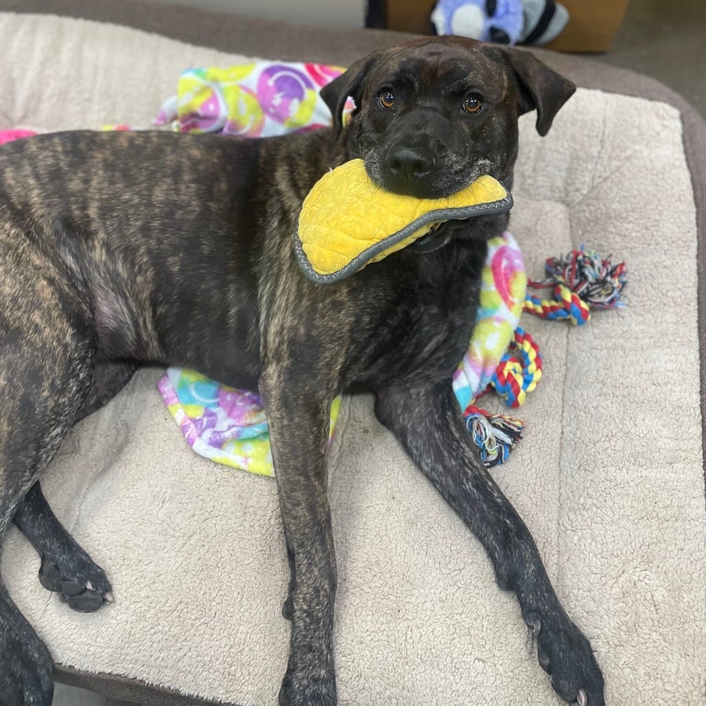 Photo of Betty, adoptable senior Mastiff / Mixed Breed (Large) in Riverside, California