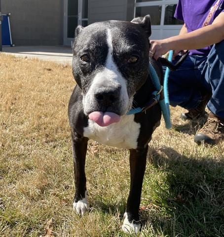 KAVI, adoptable senior Pit Bull Terrier in Greensbo, NC