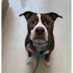 Photo of Morris, adoptable senior Mixed Breed (Medium) in Land O'Lakes, Florida