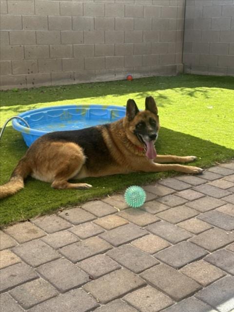 Photo of Chief, adoptable senior German Shepherd Dog in Las Vegas, Nevada