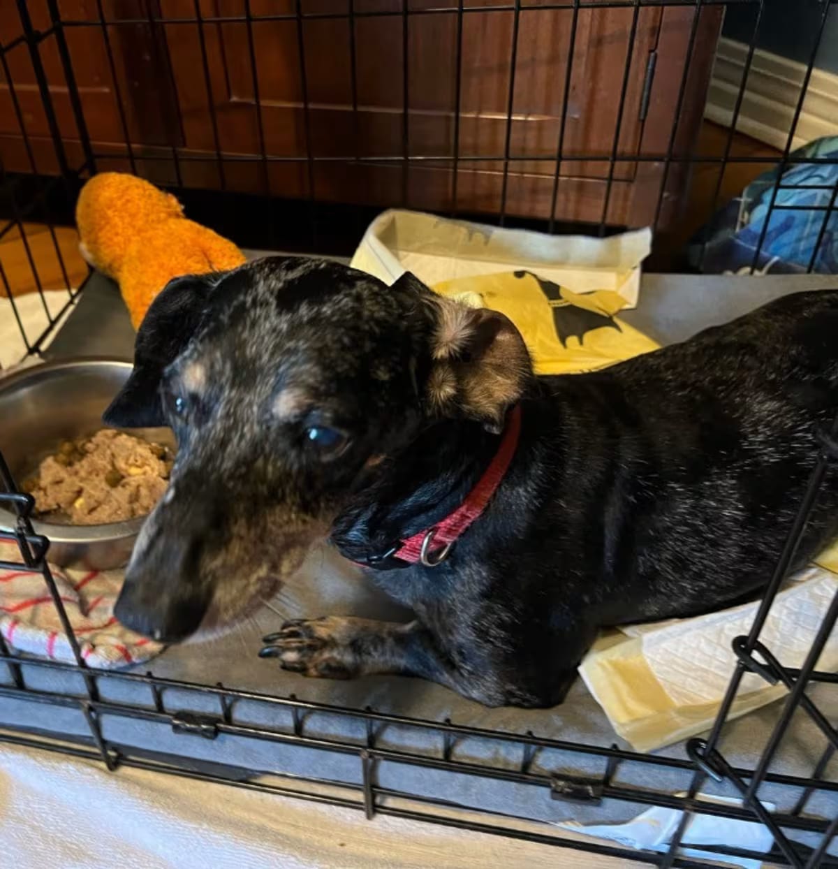 Photo of Sarge, adoptable senior Dachshund in New Orleans, Louisiana