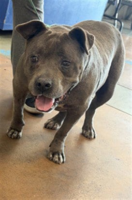 Photo of Spirit, adoptable senior Pit Bull Terrier in Van Nuys, California
