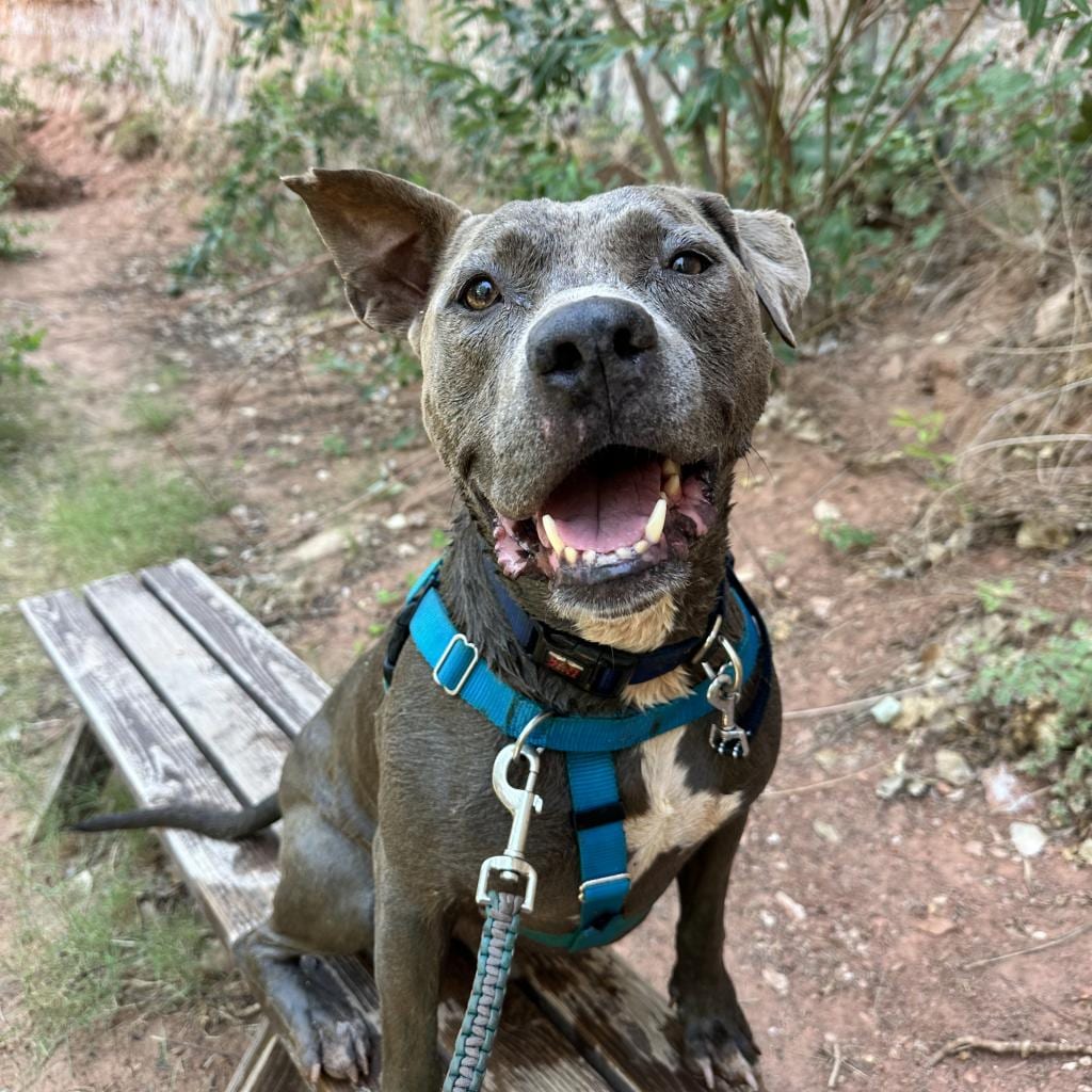 Photo of Hendrix, adoptable senior Terrier, American Pit Bull in Kanab, Utah