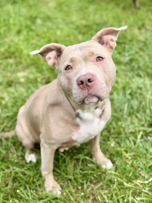 Photo of Diamond, adoptable senior Pit Bull Terrier in Manahawkin, New Jersey