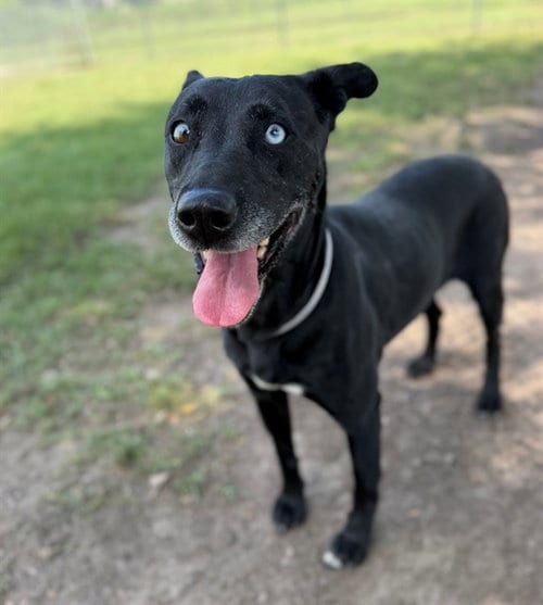 Photo of Gracie, adoptable senior Labrador Retriever in Conroe, Texas