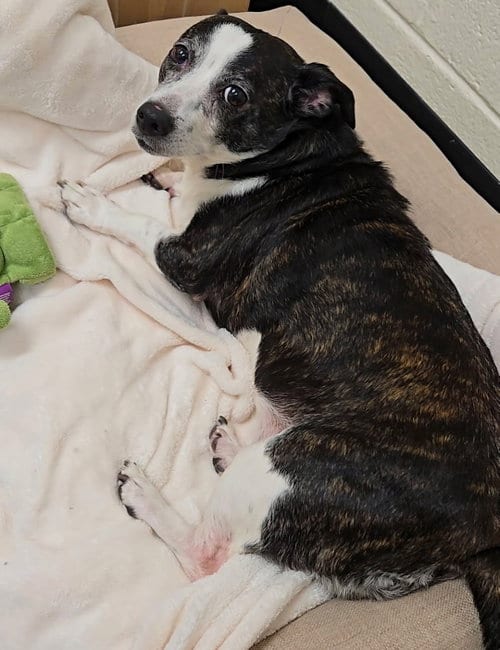 Photo of Mia, adoptable senior Jack Russell Terrier in Georgetown, Kentucky