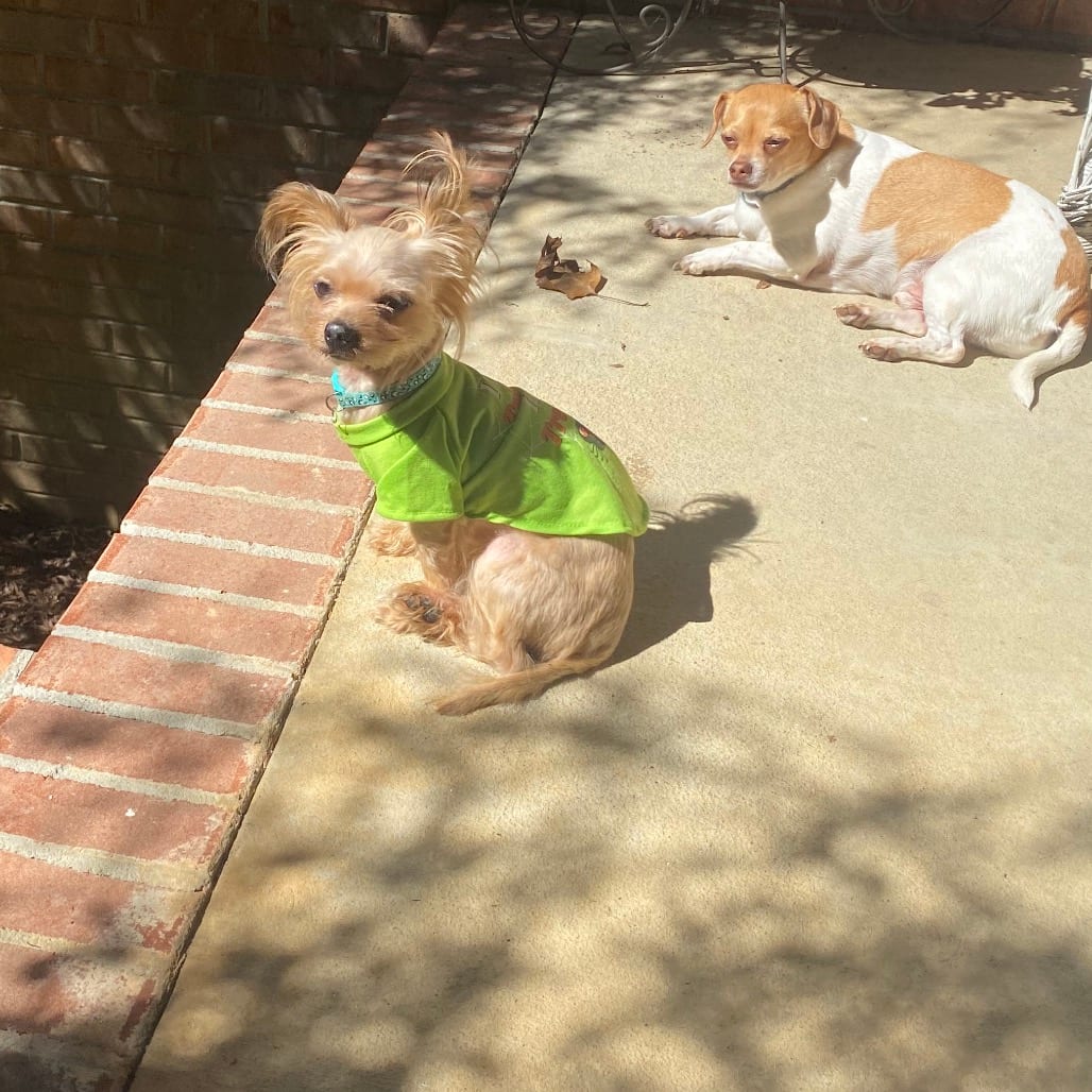 Photo of Chop, adoptable senior Terrier, Yorkshire, Yorkie in Georgia, Georgia