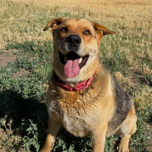Renegade, adoptable senior German Shepherd Dog in Yreka, CA