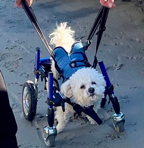 Photo of Dexter #453, adoptable senior Unknown breed (medium coat) in Placentia, California