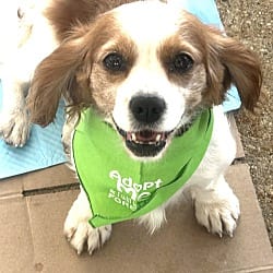 Photo of Diamond, adoptable senior Cavalier King Charles Spaniel in Union Grove, Wisconsin