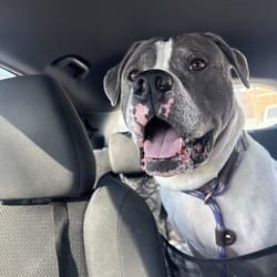 Photo of Bernie, adoptable senior Terrier (Unknown Type, Medium) in Wantagh, New York