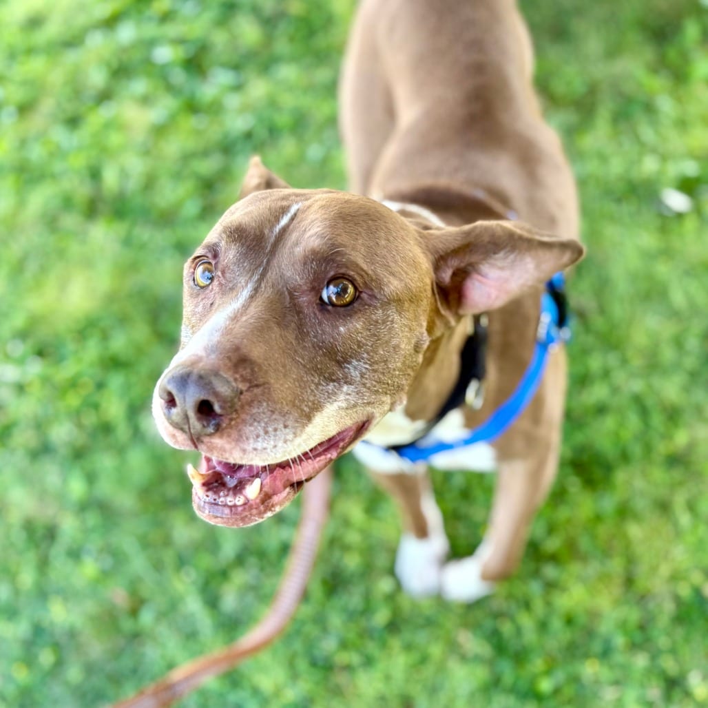 Photo of Callie, adoptable senior Terrier, American Pit Bull in Glenwood Springs, Colorado