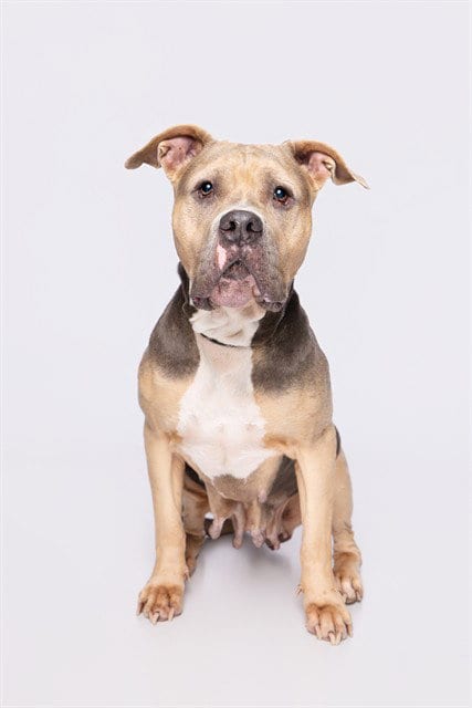 Photo of Dream, adoptable senior Pit Bull Terrier in Miami, Florida