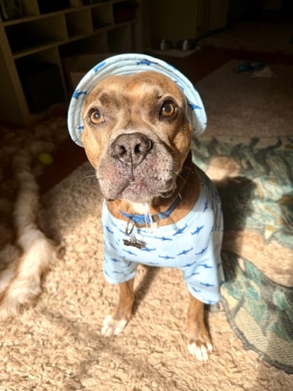 Photo of Chrome, adoptable senior dog in Atlanta, Georgia