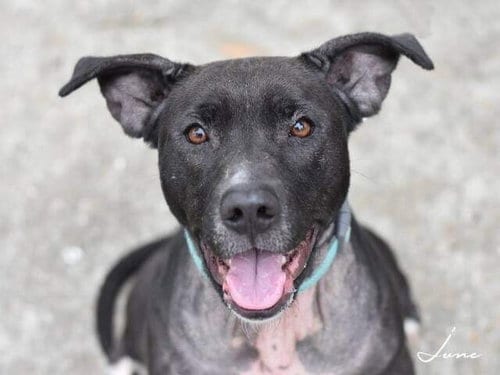 Photo of Junebug, adoptable senior Labrador Retriever in Brewster, New York