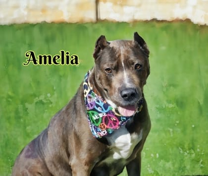 Photo of Amelia, adoptable senior Terrier, American Pit Bull/Xoloitzcuintli
