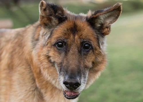 Molly, adoptable senior German Shepherd Dog in Temecula, CA