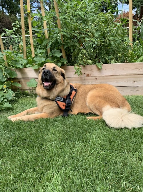 Photo of Randy, adoptable senior Unknown breed in Columbia, Maryland