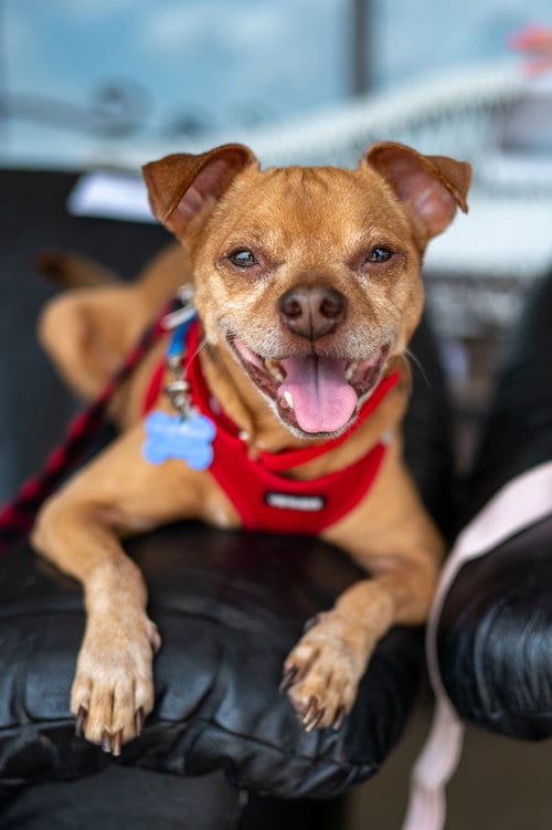 Photo of Russ, adoptable senior Chihuahua in Mundelein, Illinois