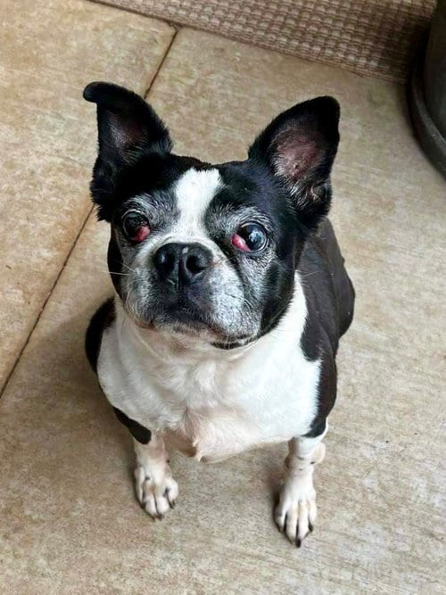 Photo of Raleigh (Forever Foster), adoptable senior Boston Terrier in Little Elm, Texas