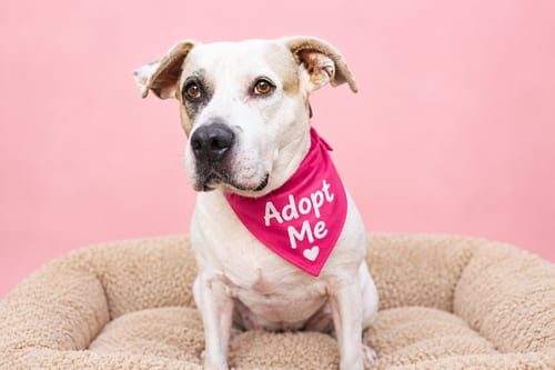 Photo of Ruby, adoptable senior Labrador Retriever in Inglewood, California