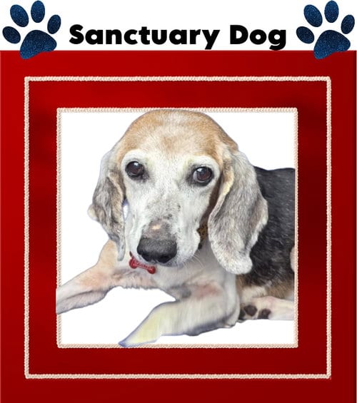 Photo of Lucy Dawson, adoptable senior Beagle in Cuba, New York