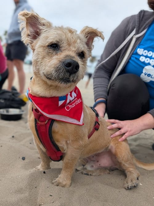 Photo of Teddy, adoptable senior Poodle (unknown type) in San Diego, California