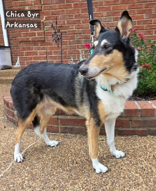 Photo of Chica, adoptable senior Smooth Collie in Dublin, Ohio