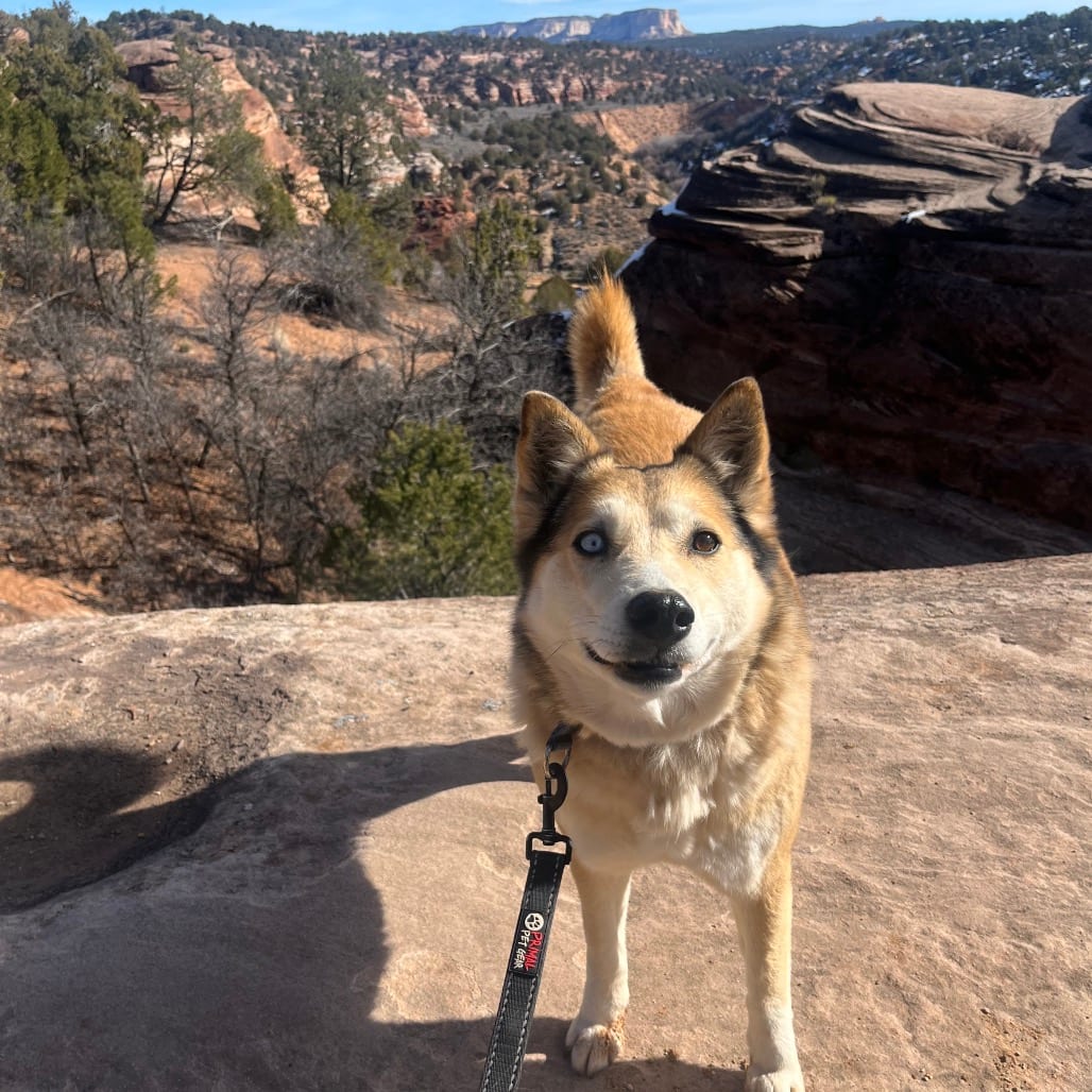 Photo of Abby Cadabby, adoptable senior Husky / Mix in Kanab, Utah
