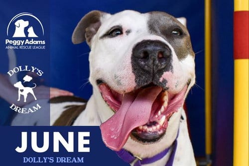 Photo of June, adoptable senior American Bulldog in West Palm Beach, Florida