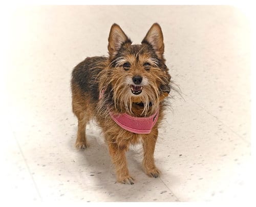 Photo of Marley, adoptable senior Pomeranian in Utica, Michigan