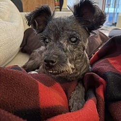 Photo of Izzy, adoptable senior Schnauzer (Miniature) in Holland, Michigan