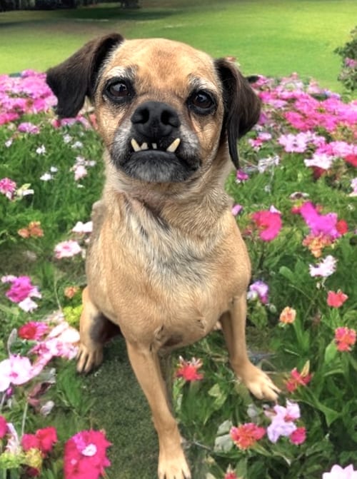Photo of Finn, adoptable senior Pug in Newport Beach, California