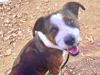 Photo of Sarge, adoptable senior dog in Georgetown, Texas