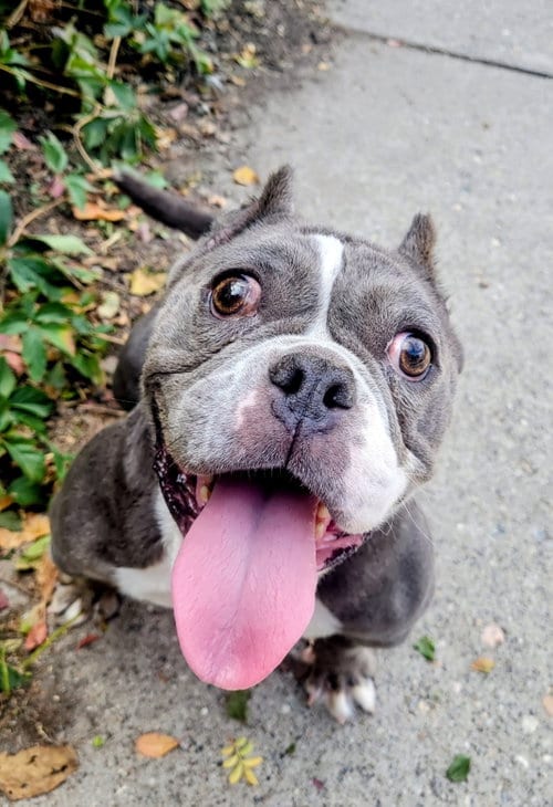Photo of Toadette, adoptable senior Pit Bull Terrier in Sandy, Utah