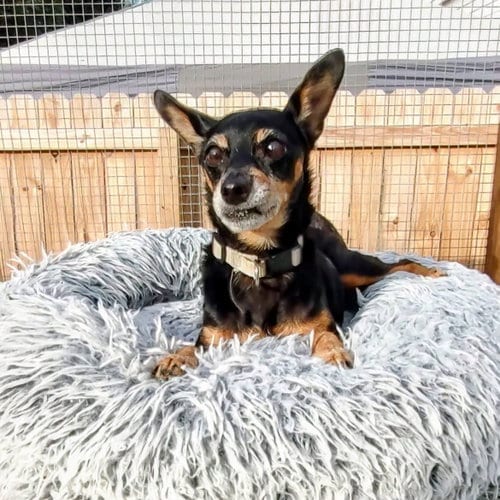 Photo of Rian, adoptable senior Miniature Pinscher in New Oxford, Pennsylvania