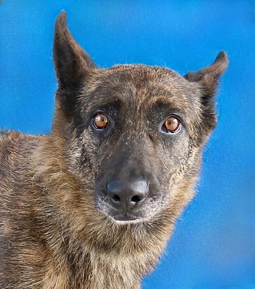 Photo of Summer, adoptable senior Belgian Shepherd Malinois in Pasadena, California