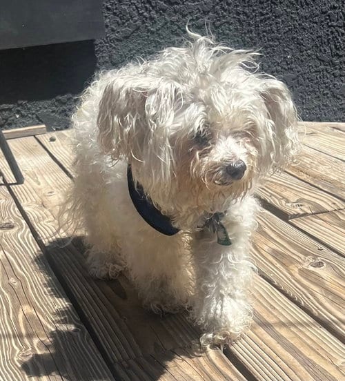 Photo of Maya, adoptable senior Maltese in Dana Point, California
