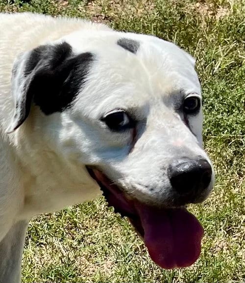 Photo of Bo, adoptable senior American Bulldog in Carrollton, Georgia