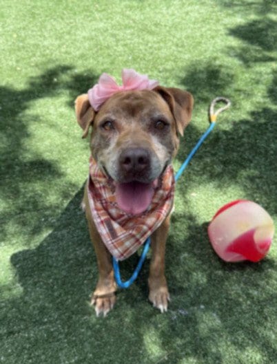 Photo of Frida, adoptable senior Staffordshire Bull Terrier in Chatsworth, California